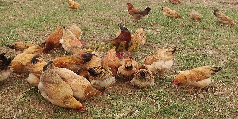 Kinh nghiệm nuôi gà thả vườn - Cách cho gà ăn uống theo từng giai đoạn