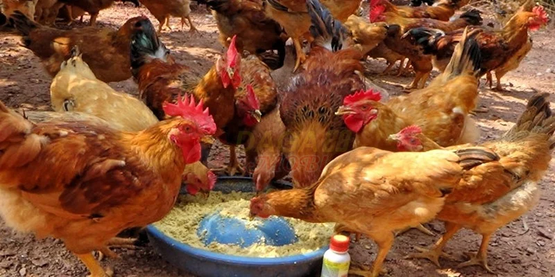 Kinh nghiệm nuôi gà thả vườn - Chuẩn bị chuồng nuôi