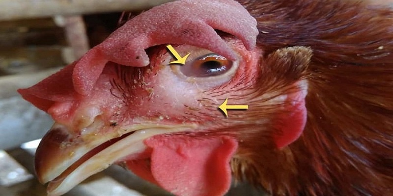 Triệu chứng thường gặp ở gà khi mắc bệnh Marek 