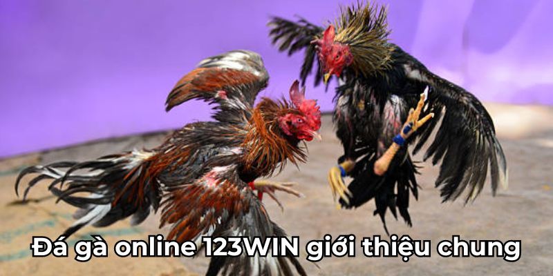 Đá gà online 123WIN giới thiệu chung